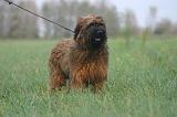 BRIARD 301